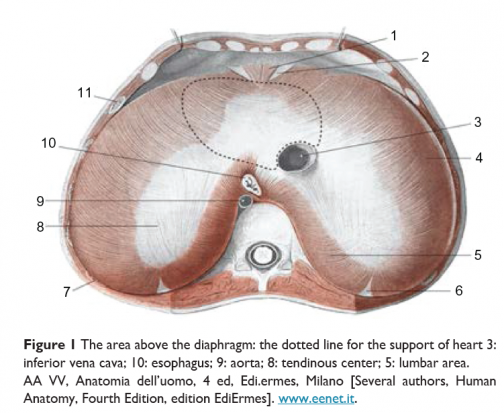 The Diaphragm Connects To The… Everything